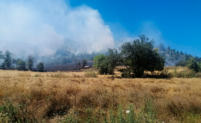 Karedeniz yanıyor! Bolu'da orman yangını çıktı